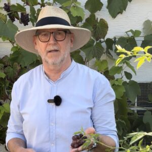 Wachstum mit Wurzeln | JUERGEN L SOMMER