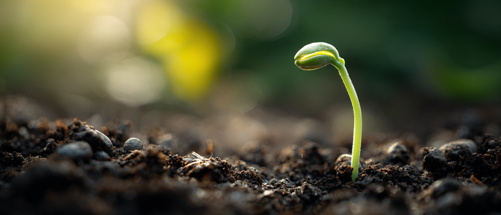 Samenkorn-Wachstum-mit-Wurzeln